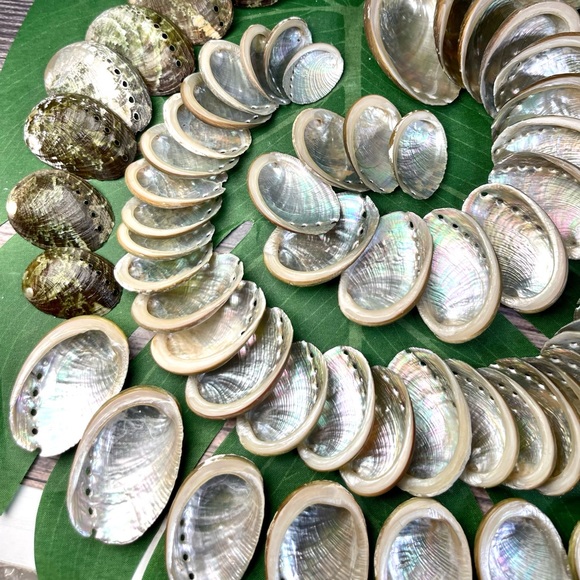 15 GREEN ABALONE SEASHELLS MIXED LOT CRAFTING DIY SUPPLIES COASTAL BEACH DECOR - Picture 11 of 16